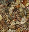 Composite Plate Of Agatized Ammonite Fossils #107217-1